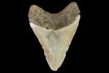 Fossil Megalodon Tooth - North Carolina #109671-2
